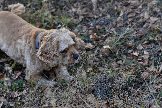 Hond blaft naar egel in bos