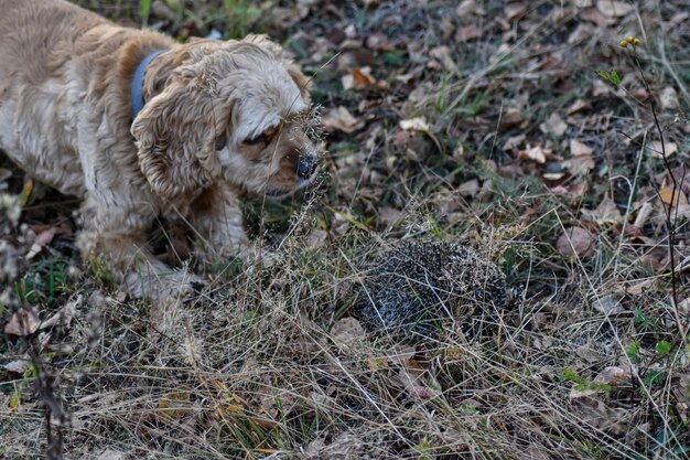 Hond blaft naar egel in bos