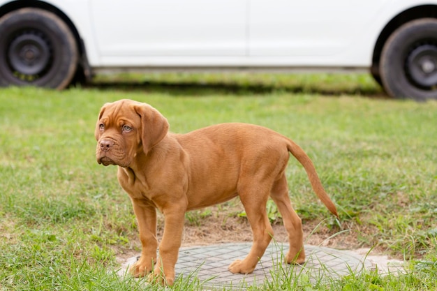 Hond Bordeaux puppy op straat Franse Mastiff Puppy Walk Drie maanden oude puppy