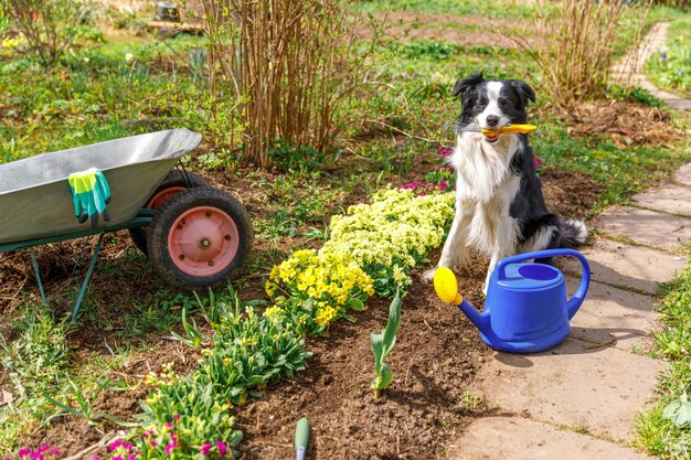 Hond border collie met tuinhark in mond op tuinachtergrond met kruiwagen gieter fu