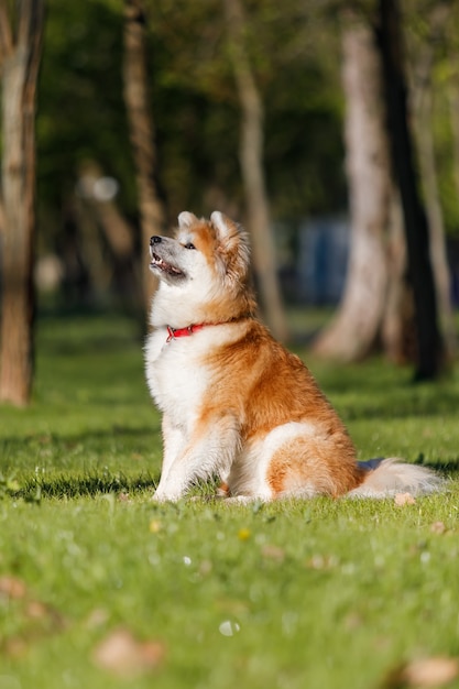 Hond buiten in de zomer Akita inu hondenras