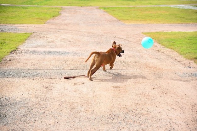 Hond buiten spelen en springt voor een bal.