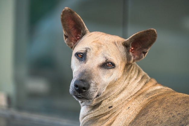 hond camera kijken