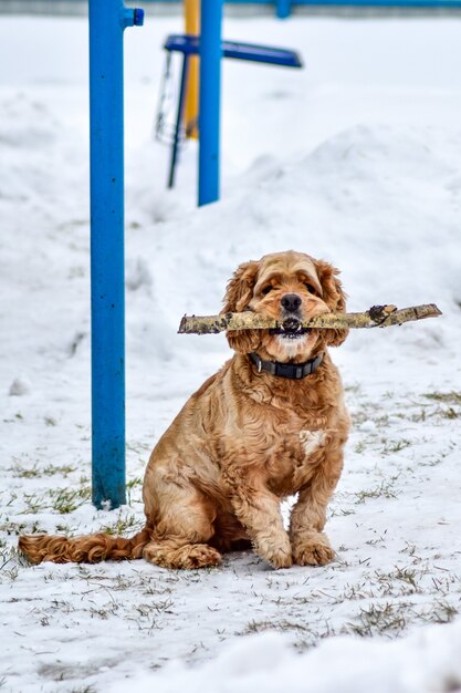 Hond Cocker Spaniel in Winter Park