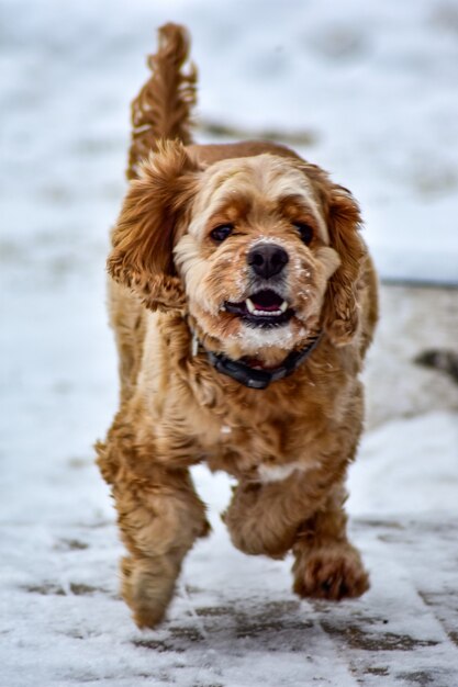 Hond Cocker Spaniel in Winter Park