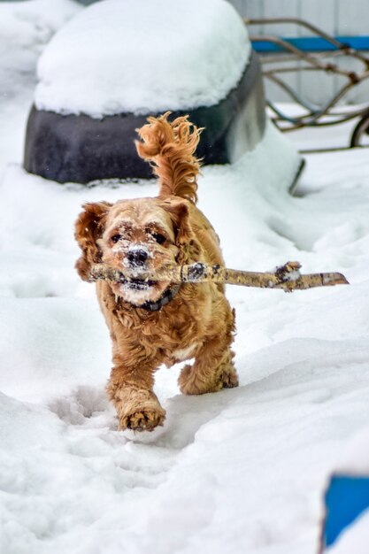 Hond Cocker Spaniel in Winter Park