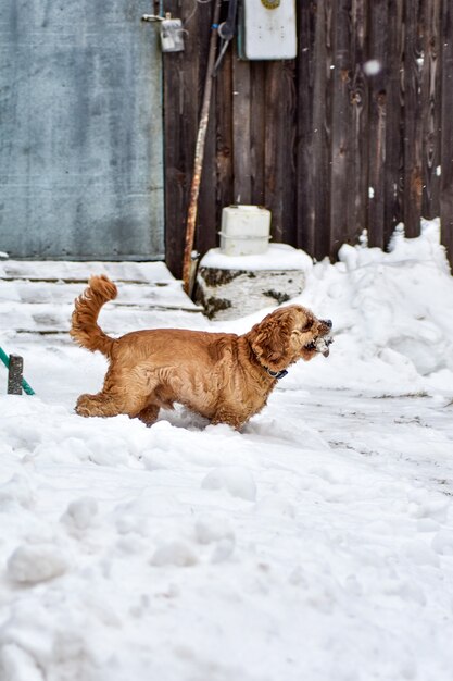 Hond Cocker Spaniel in Winter Park