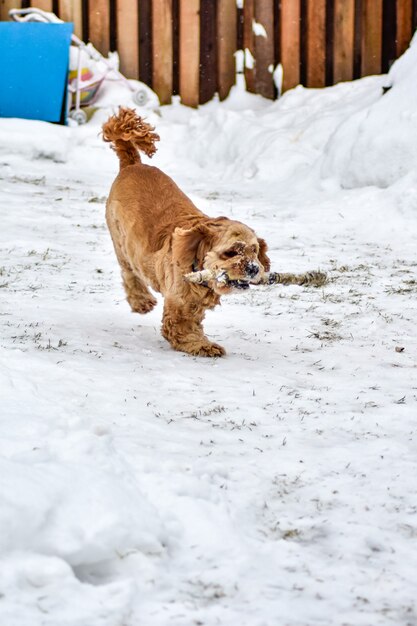 Hond Cocker Spaniel in Winter Park