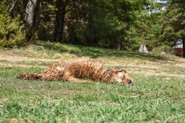 Hond Cocker Spaniel rust op gras