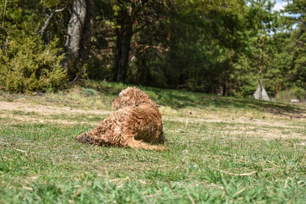 Hond Cocker Spaniel rust op gras