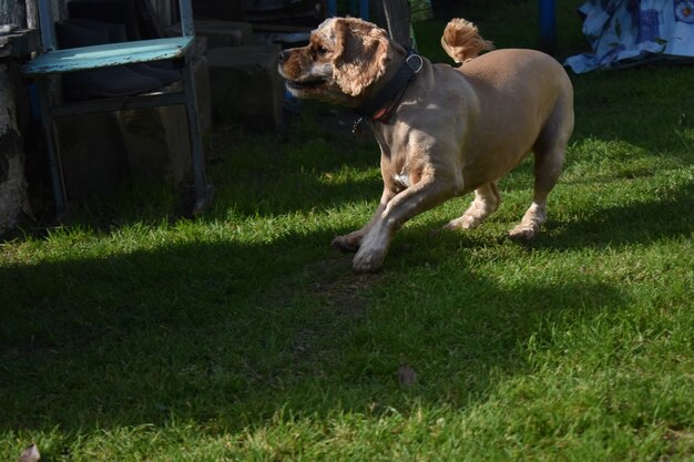 Hond Cocker Spaniel speelt in de tuin