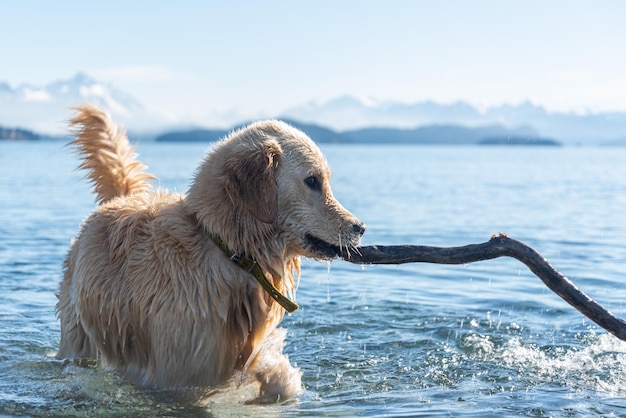 hond denkend voor het meer met bergen achterin