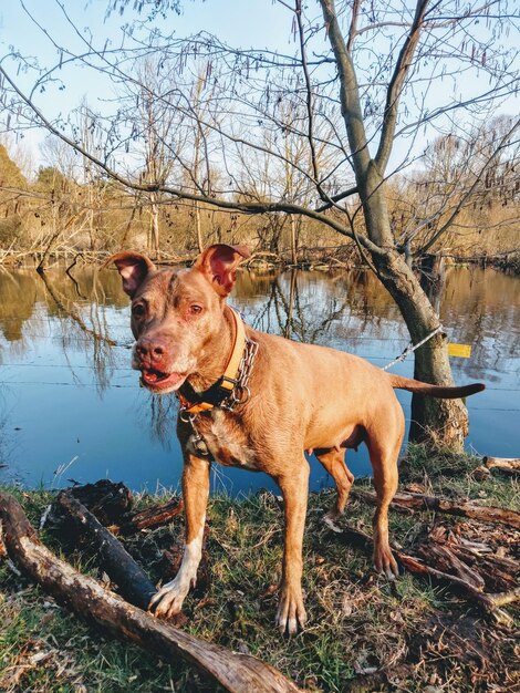 Hond die bij het meer staat tegen de lucht