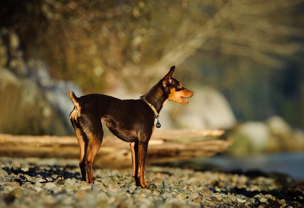 Foto hond die buiten staat