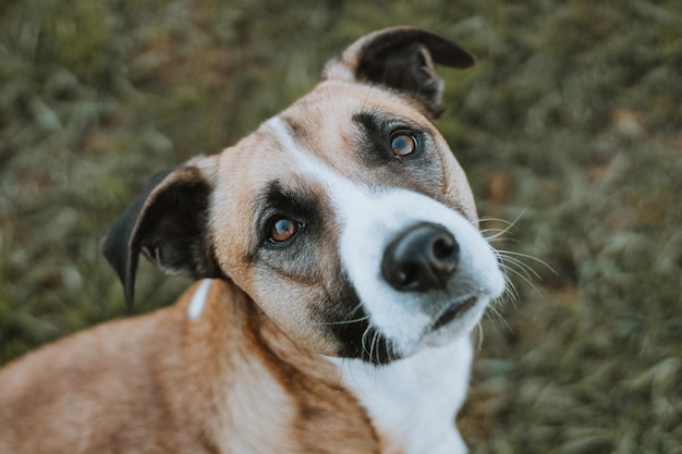 HOND DIE CAMERA OPENLUCHT MET GRASACHTERGROND BEKIJKT