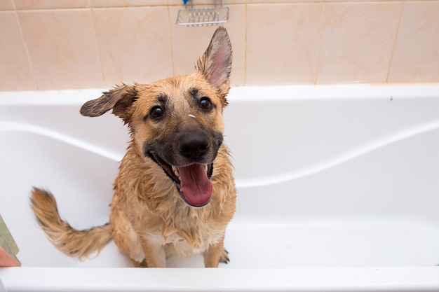 Hond die een bad in een badkuip neemt