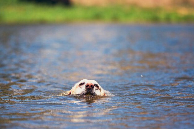 Hond die een bal in zijn mond draagt terwijl hij in het meer loopt