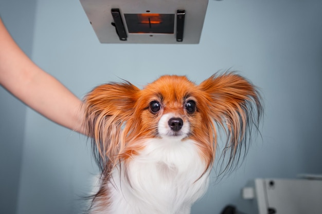 Foto hond die een röntgenfoto ontvangt in een dierenkliniek. dokter onderzoekt hond in röntgenkamer.