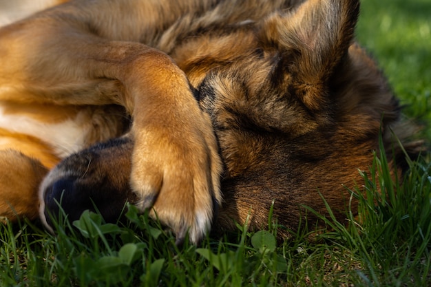 Hond die haar ogen bedekt met een poot die op het gras ligt.