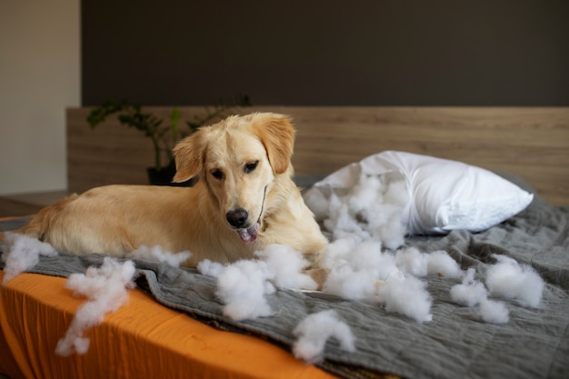 Hond die in bed ligt na het bijten van kussen