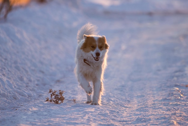 Hond die in de sneeuw loopt.