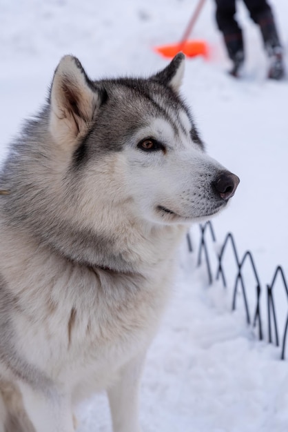 Hond die in de winter naar sneeuw kijkt