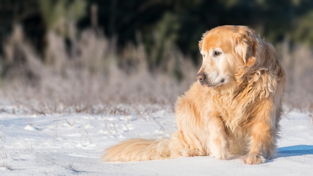Hond die in de winter wegkijkt