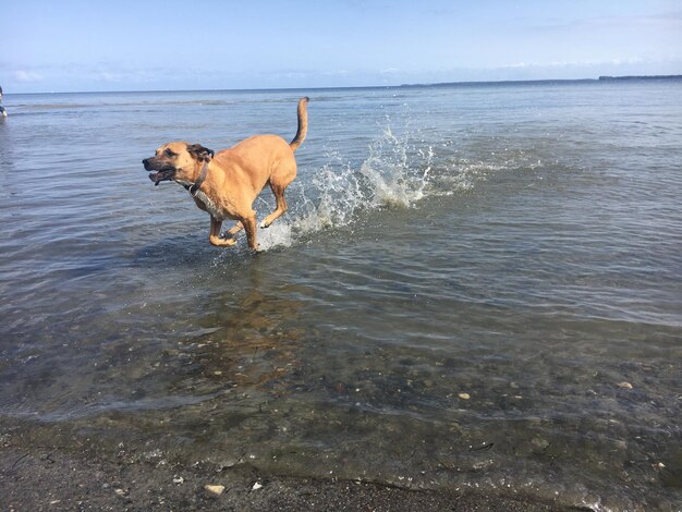 Foto hond die in de zee staat.