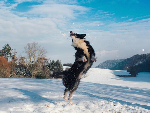 Foto hond die in een besneeuwd landschap springt