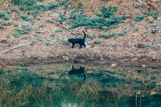 Foto hond die in een meer staat
