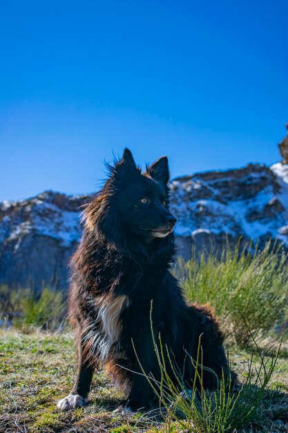 Hond die in een veld zit