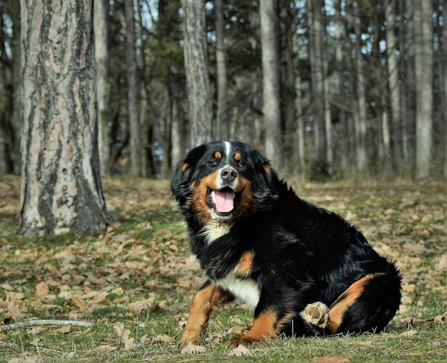 Foto hond die in het bos loopt.