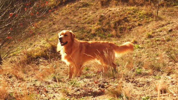 Hond die in het bos staat