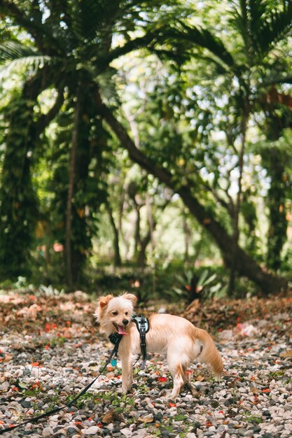 Hond die in het bos staat