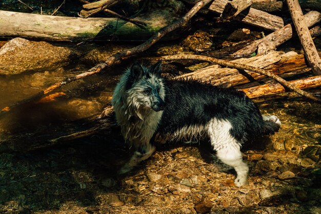 Foto hond die in het boswater speelt