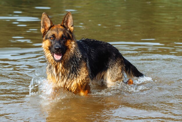 Foto hond die in het meer loopt.