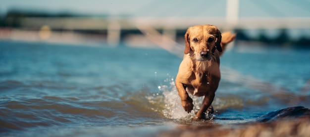 Hond die in het ondiepe water loopt