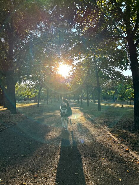 Foto hond die in het park loopt in de ondergaande zon in de avond