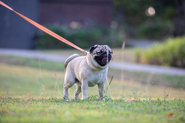 Foto hond die in het veld loopt