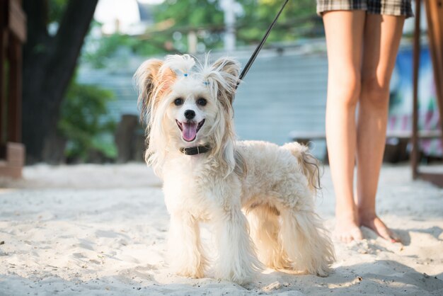 Hond die in het zand op een zonnige dag glimlacht.