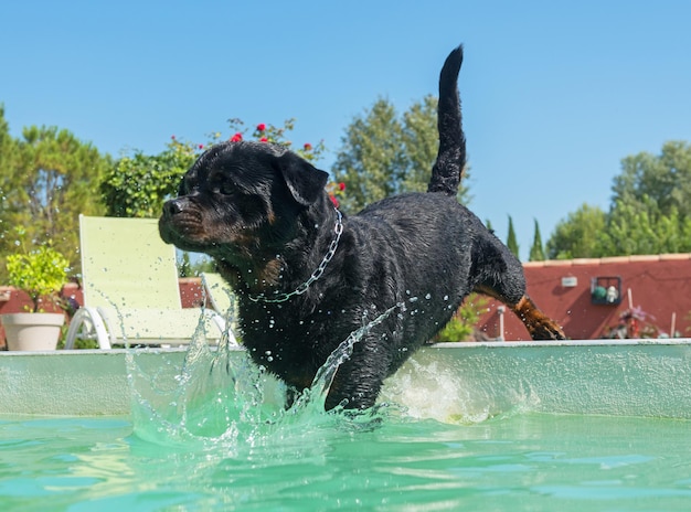 Foto hond die in het zwembad speelt