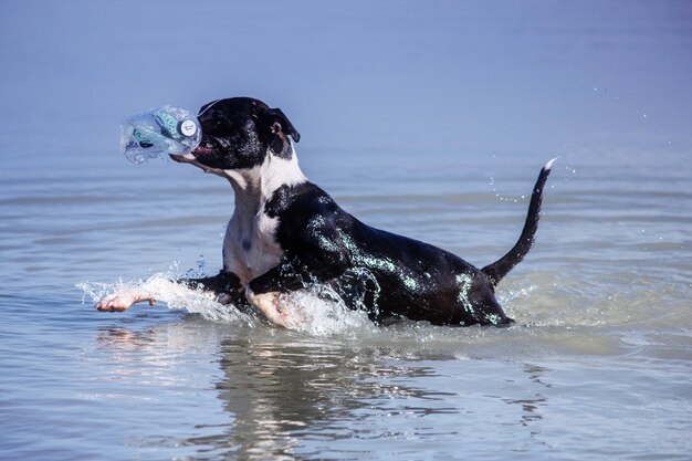 Hond die in meer zwemt