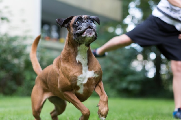 Foto hond die met de hand speelt