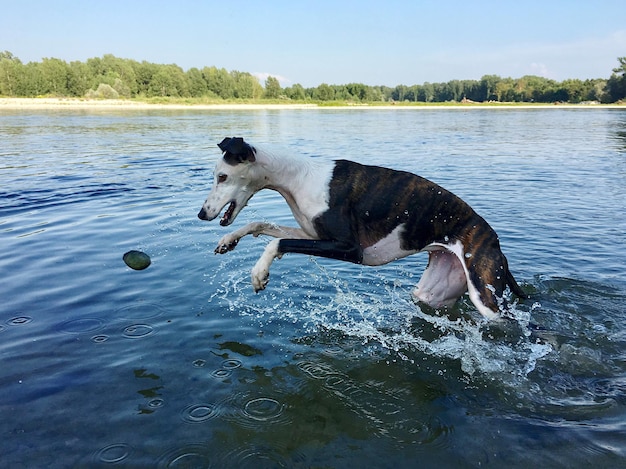 Foto hond die met een bal in het water speelt