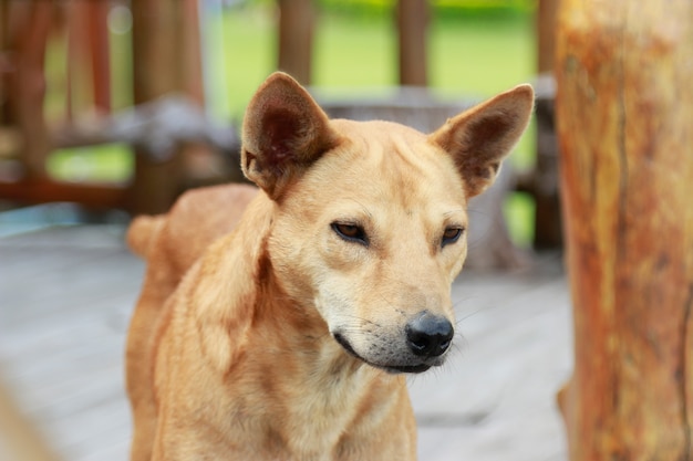 Hond die met gezichtsoog thuis staart