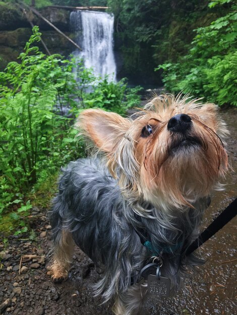 Foto hond die naar een waterval kijkt