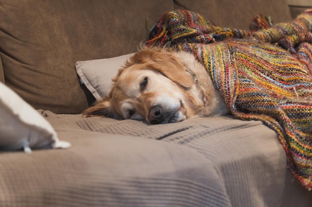 Hond die op bank ligt