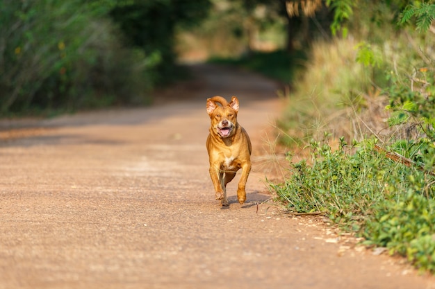 Hond die op concrete vloer loopt.