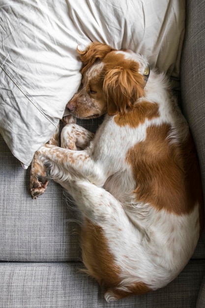 Hond die op de bank rust