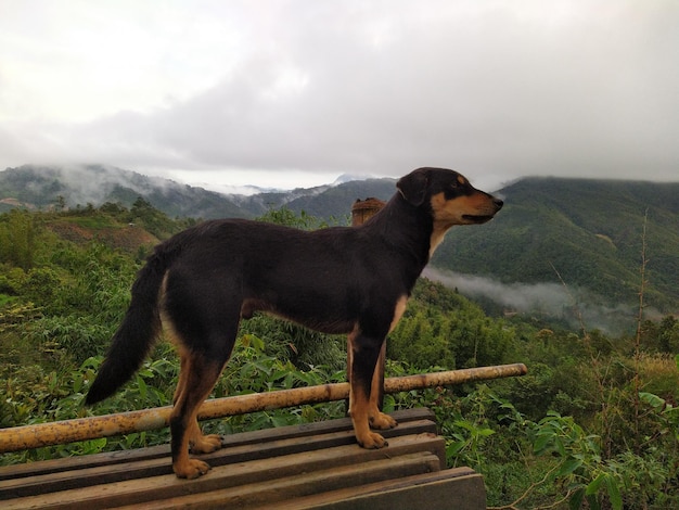 Foto hond die op de berg tegen de lucht staat